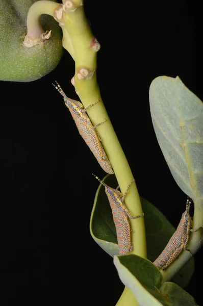 Несколько Покрашенных Кузнечиков Poekilocerus Pictus Calotrophis Gigentea Распространены Всему Индийскому — стоковое фото