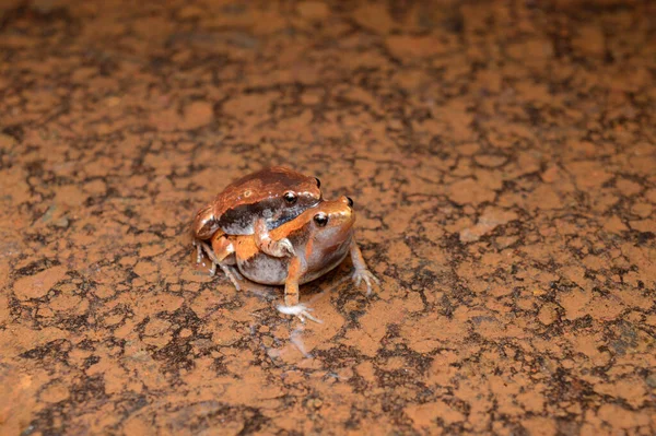 Mycrohyla Orata Amboli Maharashtra インド — ストック写真