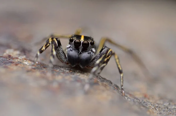 Portrét Skákajícího Pavouka Hlavou Páteře Cyrba Ocellata Biotopy Indii — Stock fotografie