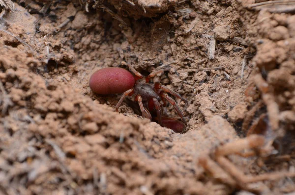 Kızıl Zemin Yaşayan Örümcek Stenochilidae Satara Maharashtra Hindistan — Stok fotoğraf