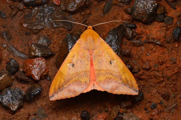 Dorsal Thyas Honesta Traça Família Noctuidae Olhando Para Frente Distribuição — Fotografia de Stock