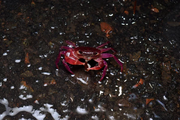 Face Purple Tree Crab Splendida Ghatiana — Stock fotografie