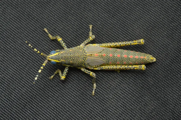 Dorsal Der Juvenilen Eichenheuschrecke Poekilocerus Pictus Verbreitung Indischer Subkontinent Lebensraum — Stockfoto