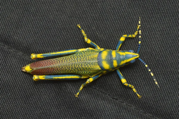 Dorsal View Adult Aak Grasshopper Poekilocerus Pictus Distribution Indian Subcontinent — Stock fotografie