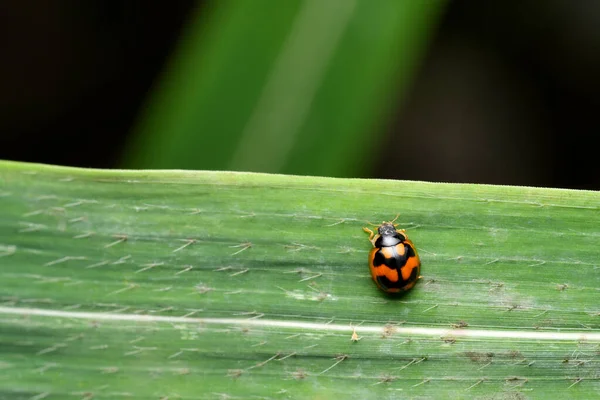 Coccinella Transversalis Fabricius Vulgarmente Conhecida Como Joaninha Transversal Índia — Fotografia de Stock