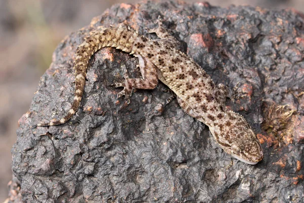 Comportamiento Goteo Vista Dorsal Hemidectylu — Foto de Stock