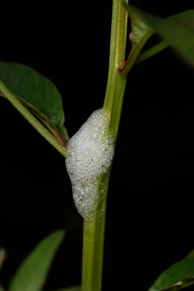 Spittlebug Clovia Punctata Pune Maharashtra的幼虫 — 图库照片