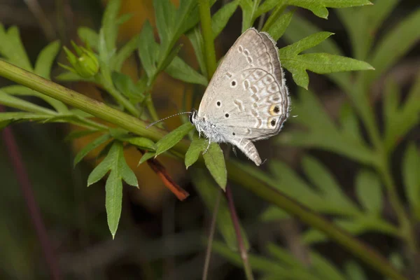 Oriental Gram Blue Euchrysops Cnejus Cnejus Location Pune Maharashtra India — Stock Photo, Image