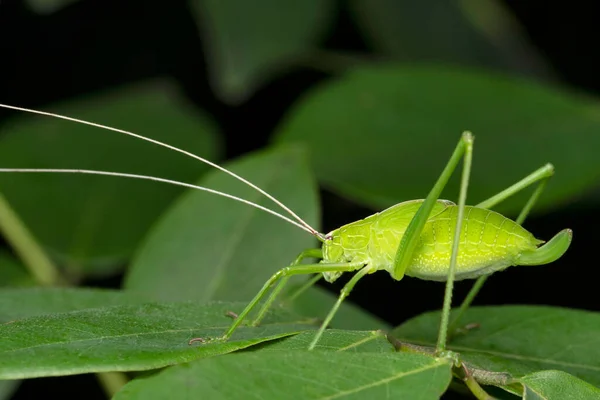 Folha Mimicking Katydid Tettigonia Viridissima Tettigoniidae Pune Maharashtra Índia — Fotografia de Stock