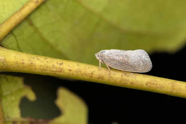 White Planthopper Flatidae Pune Maharashtra India — Stock Fotó