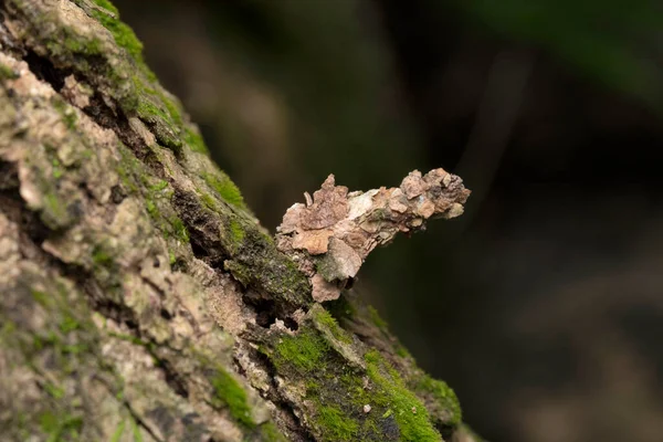 Polillas Gusano Camuflaje Familia Psychidae Singapur — Foto de Stock