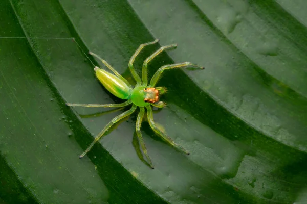 Green Jumping Spider Epeus Flavobilineatus Family Salticidae — Stock Photo, Image