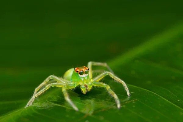 绿色跳跃蜘蛛的肖像 Epeus Flavobilineatus Family Salticidae Singapore — 图库照片