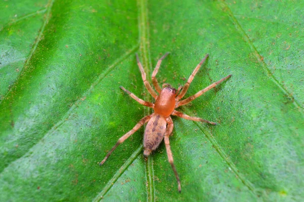 Clubionae Distrito Satara Maharashtra Índia — Fotografia de Stock