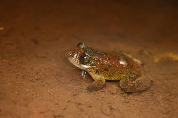 Frog Nyctibatrachus Περιφέρεια Satara Maharashtra Ινδία — Φωτογραφία Αρχείου