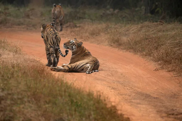 Tigre Bengala Tigris Tigris Tigris Tadoba Andhari Tiger Reserve Chandrapur — Fotografia de Stock