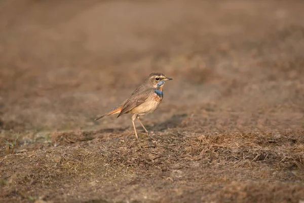 Bluethroat Luscinia Svecica Kasarsai Pune Maharashtra India — Foto Stock