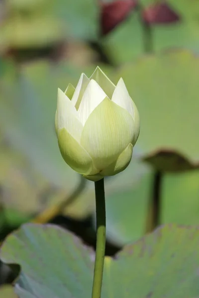 Yellow Lotus Nelumbo Lutea Sir Seewoosagur Ramgoolam Botanical Garden Pamplemousses — 图库照片