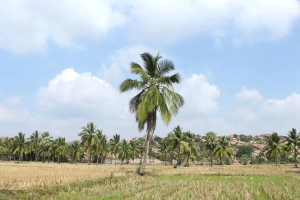 Coconut Trees Field Hippie Island Hampi Karnataka India — Stock Photo, Image