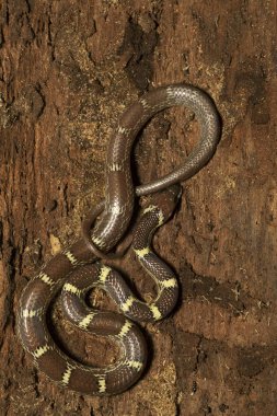 Hint kurt yılanı, Lycodon Aulicus, Panna Tiger Reserve, Madhya Pradesh, Hindistan