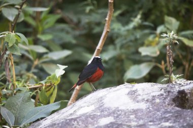 Beyaz başlıklı su kızılanı, Phoenicurus leucocephalus, Mangan, Sikkim, Hindistan