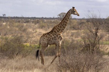 Zürafa, Zürafa Kruger Ulusal Parkı, Güney Afrika