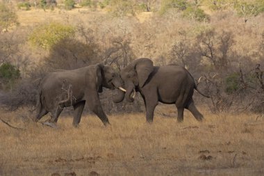 Afrika fili, Loxodonta africana, Kruger Ulusal Parkı, Güney Afrika