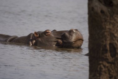 Hippopotamus, Hippopotamus amfibi Kruger Ulusal Parkı, Güney Afrika