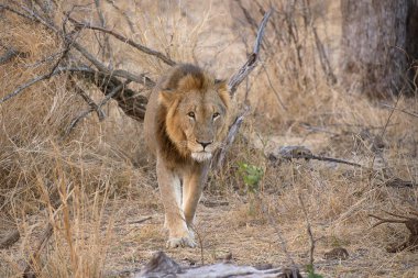 Aslan erkek, Panthera Leo, Kruger Ulusal Parkı, Güney Afrika