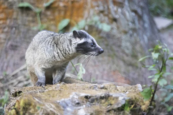 Himalayan Palm Civet Paguma Larvata Sikkim India — стокове фото