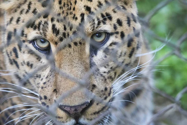 Indischer Leopard Käfig Panthera Pardus Fusca Sikkim Indien — Stockfoto