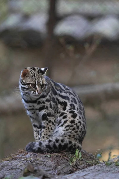 Leopard Cat Prionailurus Bengalensis Sikkim India — Stock Photo, Image