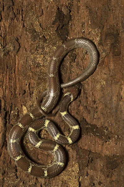 Индийская Волчья Змея Lycodon Aulicus Заповедник Панна Тигр Мадхья Прадеш — стоковое фото