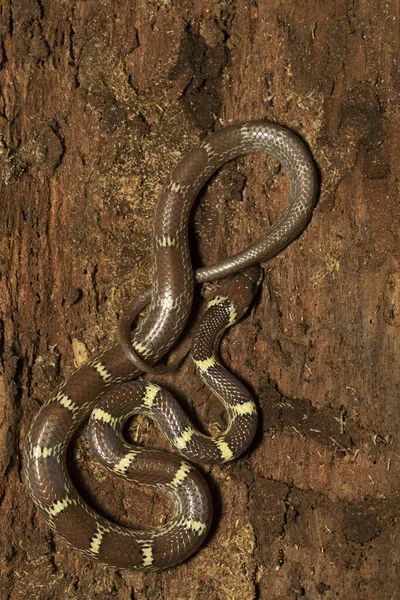 Serpiente Lobo Indio Lycodon Aulicus Panna Tiger Reserve Madhya Pradesh — Foto de Stock