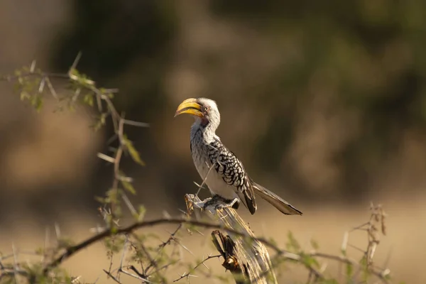 Güney Sarı Gagalı Boynuz Gagalı Tockus Lögelleri Kruger Ulusal Parkı — Stok fotoğraf