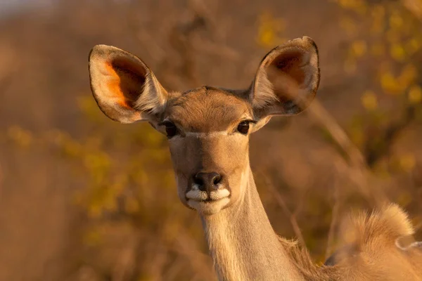 Kudu Greater Kudu Female Tragelaphus Strepsiceros Kruger National Park South — стокове фото