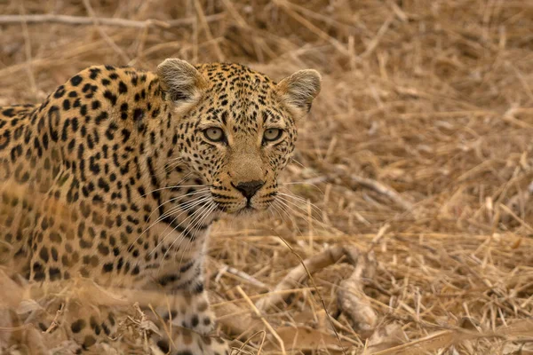 Leopard Panthera Pardus Kruger National Park South Africa — 스톡 사진