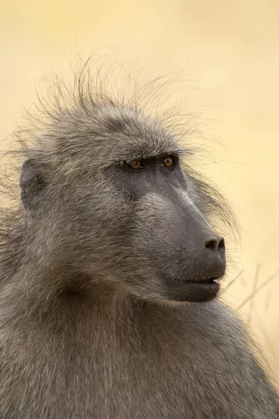 Baviaan Papio Ursinus Kruger National Park Zuid Afrika — Stockfoto