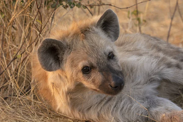 Hyena Crocuta Crocuta Kruger National Park Jihoafrická Republika — Stock fotografie