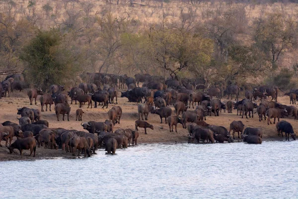 Αφρικανική Κάπα Βουβάλι Syncerus Caffer Εθνικό Πάρκο Kruger Νότια Αφρική — Φωτογραφία Αρχείου