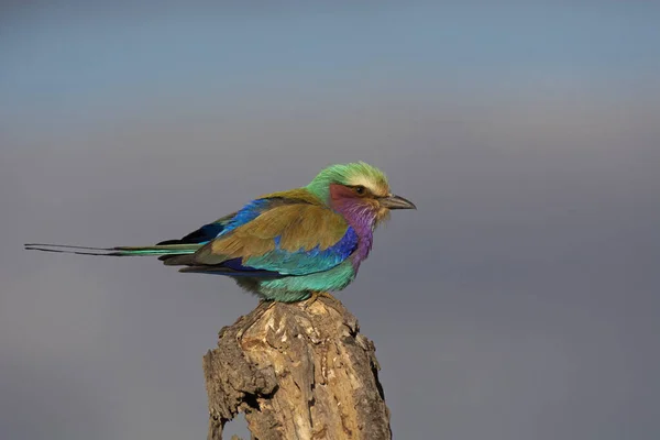 Lilac Breasted Roller Coracias Caudatus Kruger National Park South Africa — Stock Photo, Image