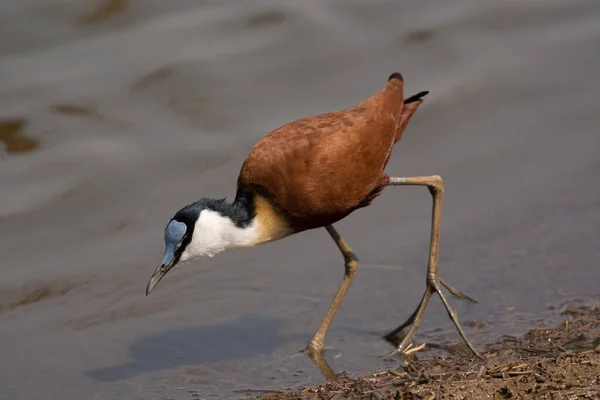 African Jacana Actophilornis Africanus Kruger National Park South Africa — 스톡 사진