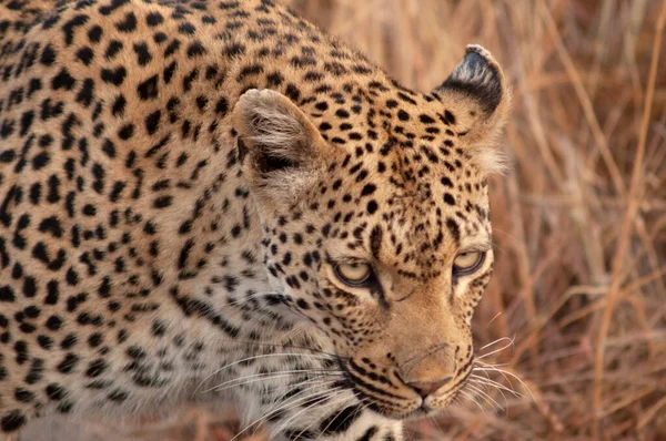 Leopard Panthera Pardus Park Narodowy Kruger Republika Południowej Afryki — Zdjęcie stockowe