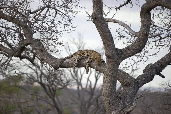 Leopard Panthera Pardus Kruger National Park South Africa — 스톡 사진