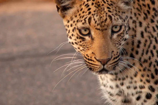 Leopard Panthera Pardus Kruger National Park South Africa — 스톡 사진