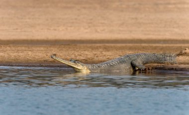 Gavialis gangeticus, Rajasthan, Hindistan Chambal Nehri kıyılarında güneşlenen Gharial.