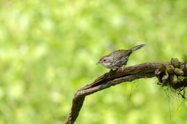 Kabarık boğazlı Babbler, Pellorneum yakutları, Ganeshgudi, Karnataka, Hindistan