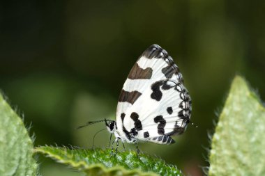 Pierrot Kelebeği, Caleta desidia, Kas, Satara, Maharashtra, Hindistan
