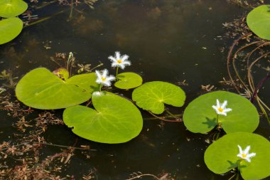 Su Kartanesi (Kumudini) gölette, Nymphoides indica Kas Plateau, Satara, Maharashtra, Hindistan. Hızlı büyüyen, uzun ömürlü su bitkisi..