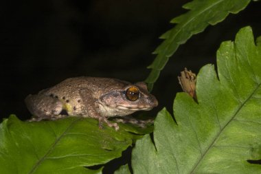 Raorchestes dubois ya da β utus dubois frog, Munnar, Hindistan